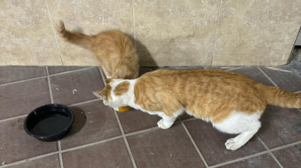 Illustration : Le dévouement rare et inhabituel d’un père chat protégeant son chaton dans la rue