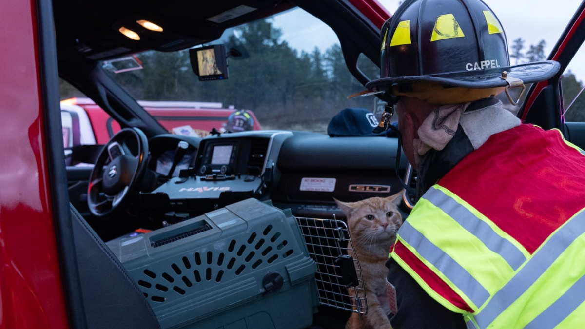 Illustration : "L’intervention des pompiers prend une tournure imprévue après l’arrivée d’un chat inconnu sur une scène d’accident"