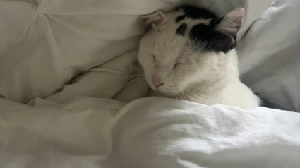 Illustration : La double vie d’un chat qui ne se contente pas juste de se balader quand il sort de sa maison