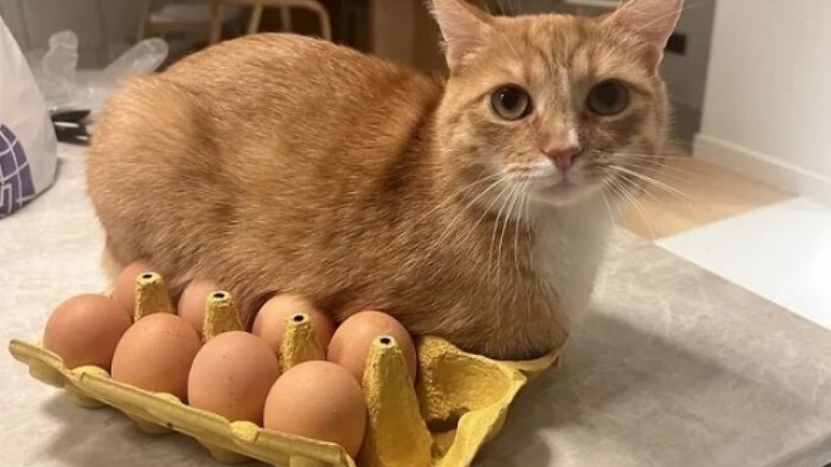 Illustration : "14 photos de chats révélant le pouvoir comique de nos félins"