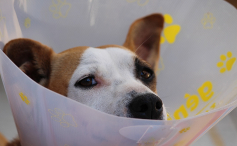 3115, le numéro de téléphone gratuit des urgences vétérinaires qui peut sauver la vie de votre animal de compagnie
