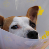 Illustration : 3115, le numéro de téléphone gratuit des urgences vétérinaires qui peut sauver la vie de votre animal de compagnie