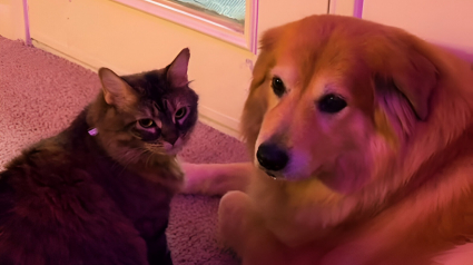Illustration : Lors d’un orage terrifiant, ce chat et ce chien trouvent un adorable moyen de se réconforter mutuellement (vidéo)
