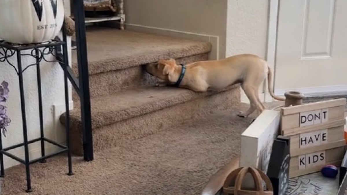 Illustration : "Ce chien a une technique très particulière pour faire peur à son propriétaire pendant une partie de cache-cache (vidéo)"