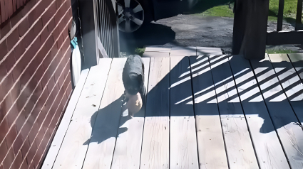 Illustration : Touchée par la générosité de ses hôtes, une chatte errante décide de les remercier par un geste poignant et inestimable (vidéo)