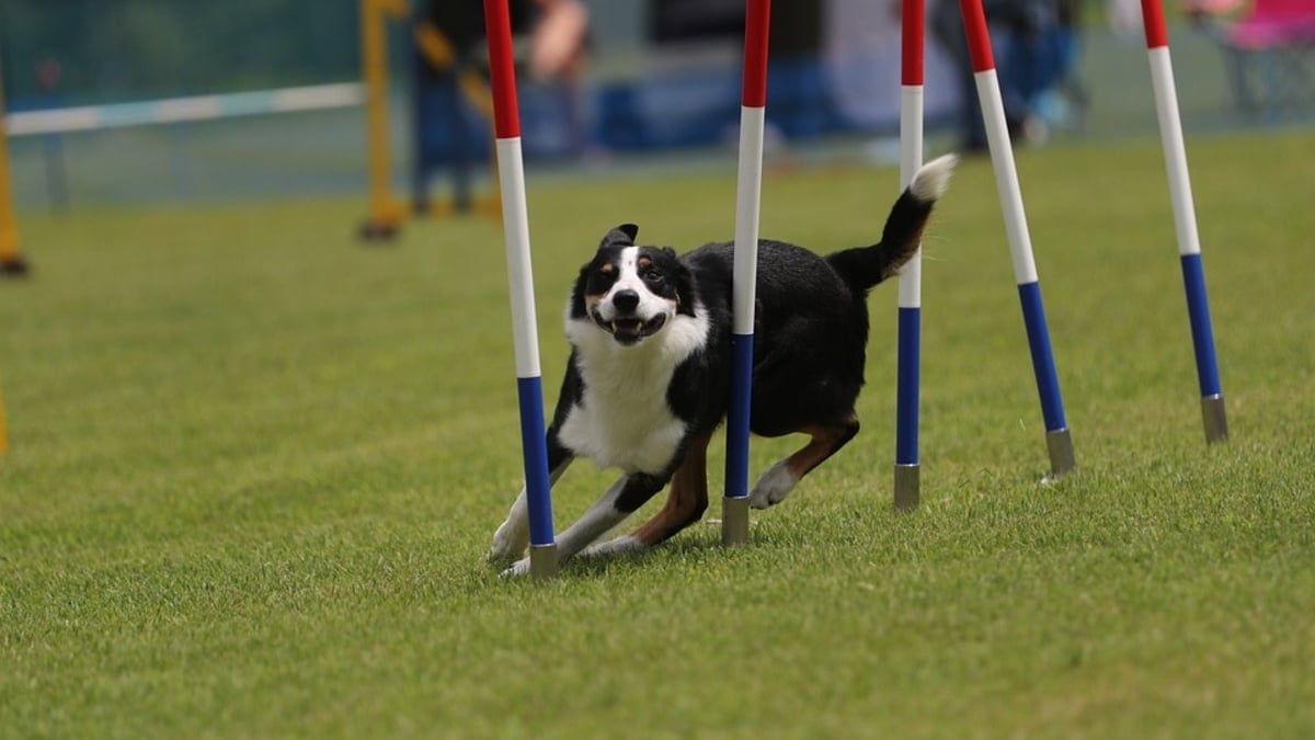 Illustration : "Pourquoi le sport est-il important chez le chien ?"