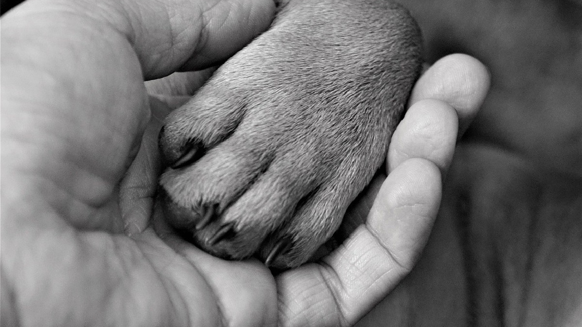 Illustration : "Une nouvelle étude révèle une autre facette de l’aide qu’apportent les chiens aux personnes souffrant de stress post-traumatique"