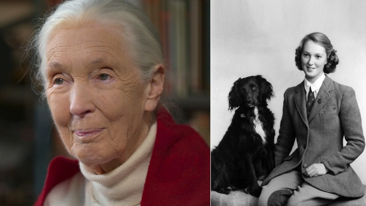 Illustration : "La célèbre scientifique Jane Goodall explique comment le chien de son enfance a façonné sa perception de la personnalité des animaux"