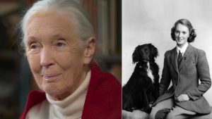 Illustration : La célèbre scientifique Jane Goodall explique comment le chien de son enfance a façonné sa perception de la personnalité des animaux