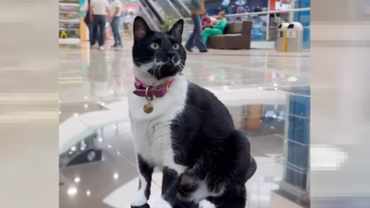 Illustration : "Une chatte erre dans les magasins d'un centre commercial depuis 6 ans mais la vérité sur sa situation est tout autre"