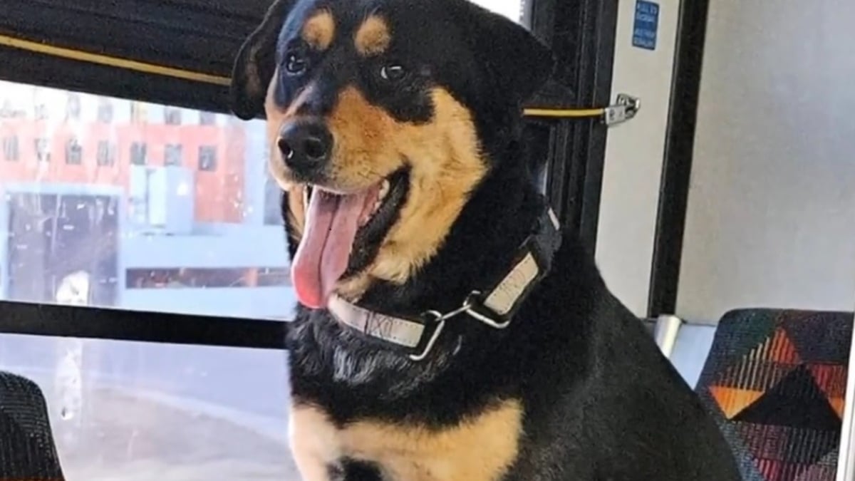 Illustration : "Une usagère intriguée par la présence d'une chienne seule dans un bus lance l'alerte et déclenche plusieurs jours d'enquête"