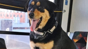 Illustration : Une usagère intriguée par la présence d'une chienne seule dans un bus lance l'alerte et déclenche plusieurs jours d'enquête