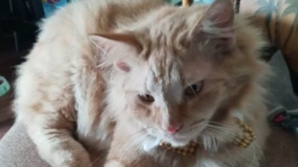 Illustration : Elle s'endort en ayant laissé une bougie allumée, son chat remue ciel et terre pour la réveiller quelques heures plus tard