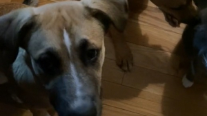 Illustration : En se rendant dans la cuisine, elle découvre avec stupeur pourquoi ses chiens ne la laissaient pas dormir (vidéo)