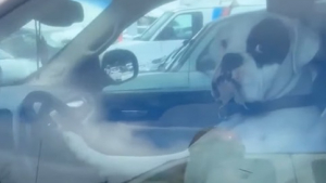 Illustration : Pendant que son maître a tourné le dos, ce chien resté dans la camionnette se fait remarquer de façon hilarante (vidéo)