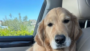 Illustration : Ce Golden Retriever facétieux passe un très bon moment lors d’une séance de jeu avec d’improbables amis (vidéo)