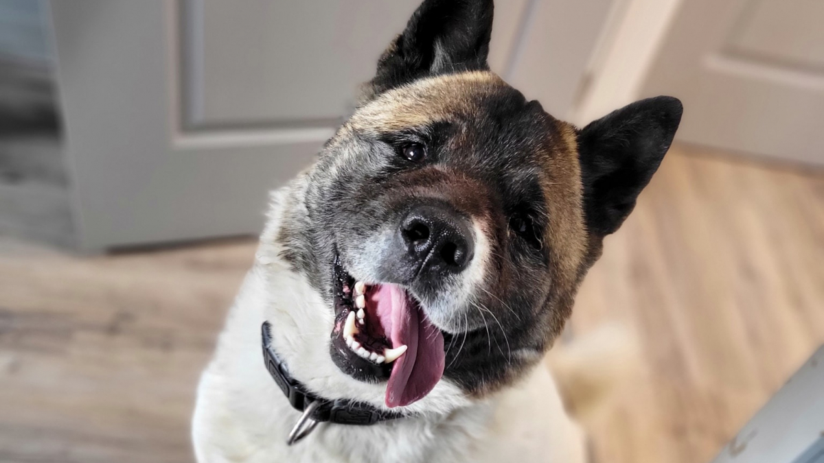 Illustration : "Un chien retrouve ses instincts primaires pour protéger son maître coincé dans un champ pendant plusieurs jours"