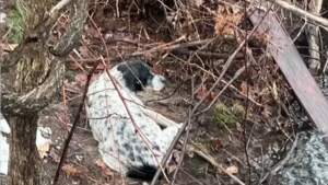 Illustration : 2 lycéennes dont "les parents devraient être fiers" agissent en héroïnes en repérant un chien sénior grelottant au fond d'un ravin