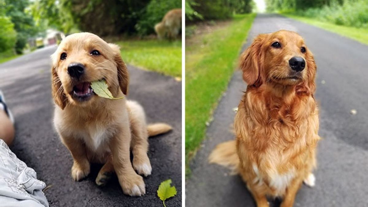 Illustration : "18 photos de chiens qui ont connu une véritable transformation en grandissant"