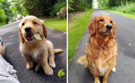 18 photos de chiens qui ont connu une véritable transformation en grandissant