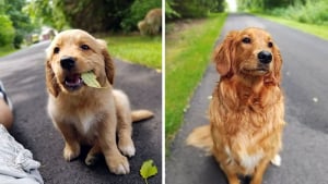 Illustration : 18 photos de chiens qui ont connu une véritable transformation en grandissant