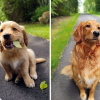 Illustration : 18 photos de chiens qui ont connu une véritable transformation en grandissant