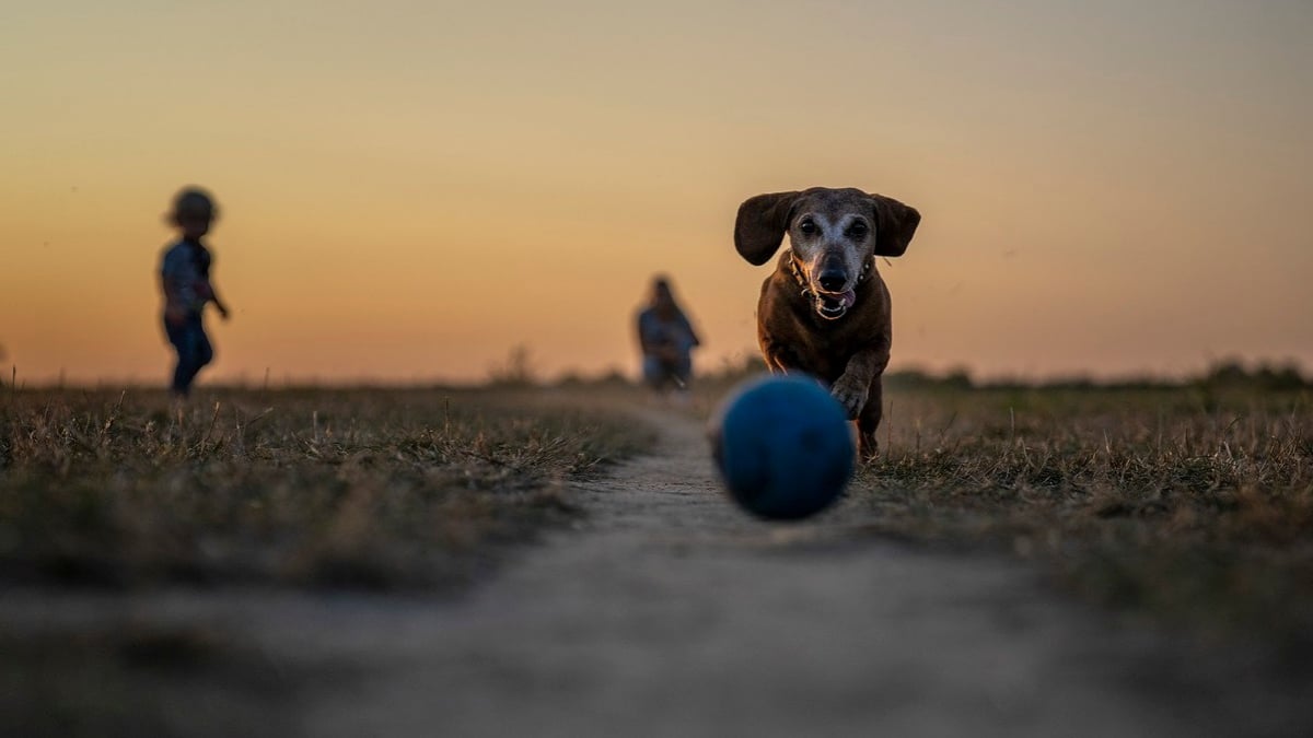 Illustration : "À quels jeux jouer pour stimuler votre chien et renforcer votre relation ?"