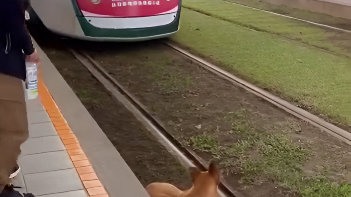 Illustration : "La réaction instinctive d’un conducteur de train en voyant un chien allongé sur les rails (vidéo)"
