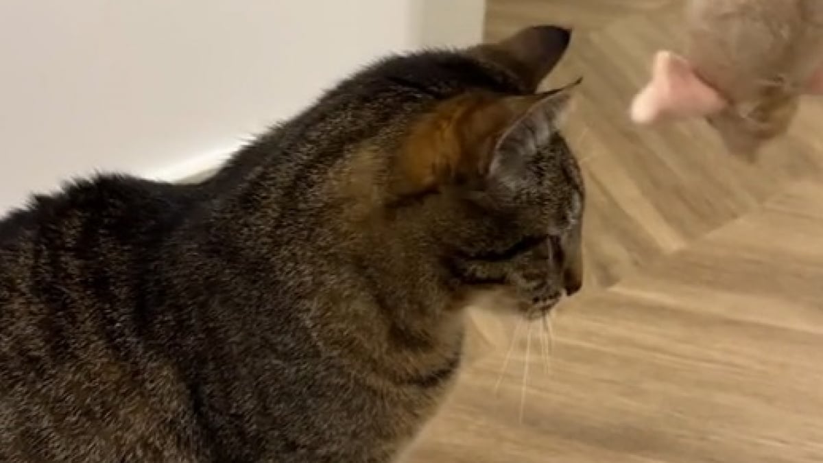 Illustration : "Tétanisé depuis son adoption, ce chat de 15 ans émerveille ses propriétaires en adoptant un nouveau comportement (vidéo) "