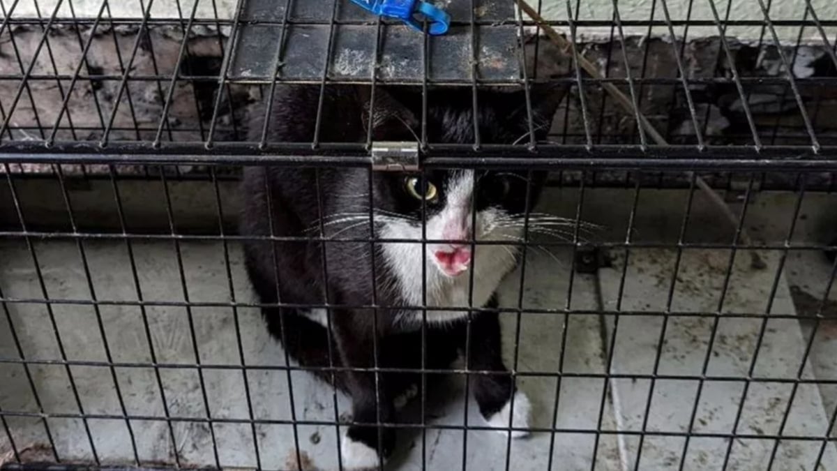 Illustration : "Une chatte domestique enfermée pendant 10 jours dans une maison abandonnée trouve un moyen instinctif pour rester en vie"