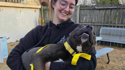 Illustration : Élevés pour se battre, ces 29 chiens doivent réapprendre à vivre dans l’amour et l’harmonie pour éviter une mesure administrative redoutée