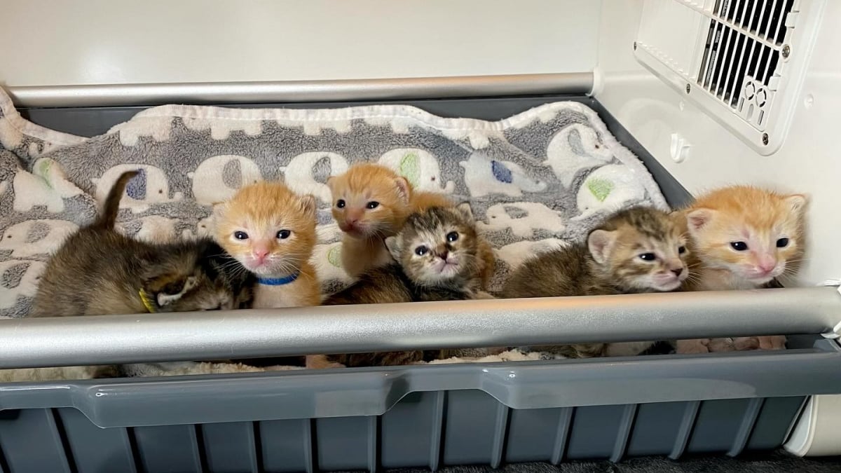 Illustration : "Nés dans une benne à ordures, ces 6 chatons nouveau-nés et orphelins livrent toutes leurs forces pour attirer l'attention des passants"