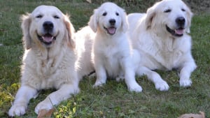 Illustration : 8 informations très intéressantes à connaître avant d’accueillir un Golden Retriever dans son foyer