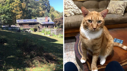 Illustration : Dans cette location de vacances, les visiteurs ont le droit à une visite guidée improbable menée par un adorable chat roux