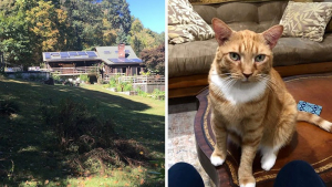 Illustration : Dans cette location de vacances, les visiteurs ont le droit à une visite guidée improbable menée par un adorable chat roux