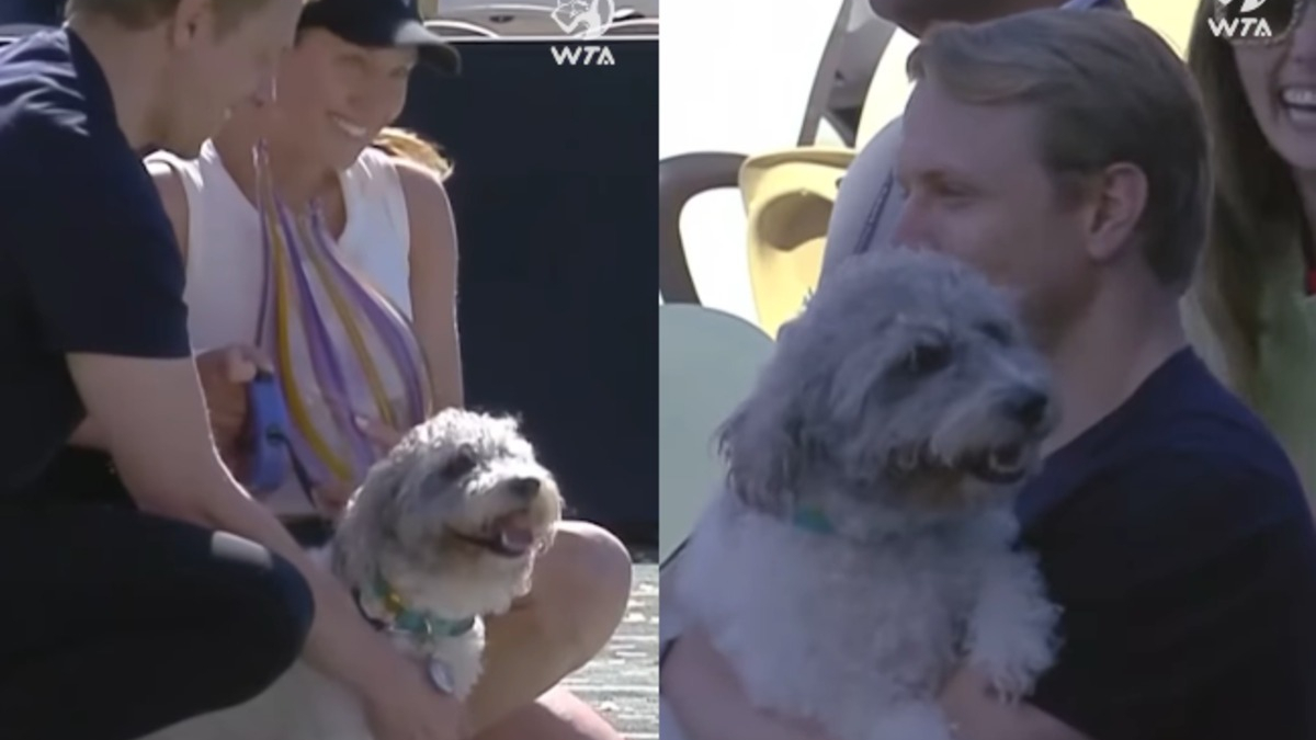 Illustration : "Le chien d'une championne de tennis parcourt 700 km pour lui faire la surprise et rendre sa victoire encore plus mémorable (vidéo)"