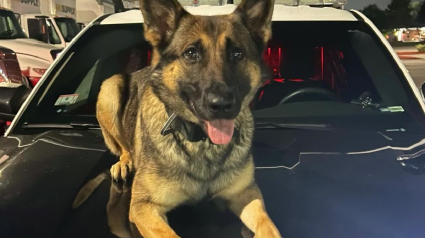 Illustration : Cette chienne de la police ayant courageusement sauvé la vie d'une enfant reçoit une jolie récompense 2 mois plus tard