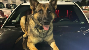 Illustration : Cette chienne de la police ayant courageusement sauvé la vie d'une enfant reçoit une jolie récompense 2 mois plus tard