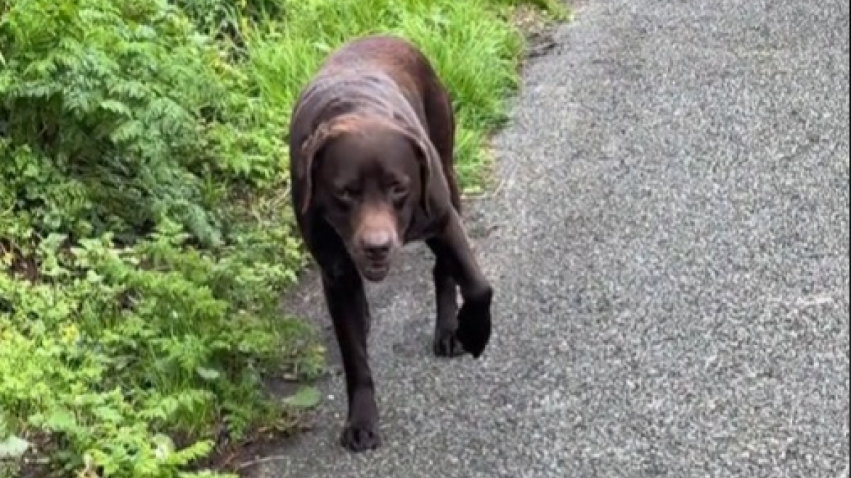 Illustration : "La feinte ingénieuse d’un chien qui n’a pas envie de poursuivre sa promenade (vidéo)"