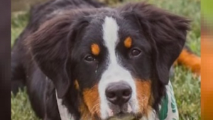Illustration : Un Bouvier Bernois sauvé d'une usine à chiots trouve sa vocation grâce à une association et un militaire dévoué (vidéo)