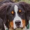 Illustration : Un Bouvier Bernois sauvé d'une usine à chiots trouve sa vocation grâce à une association et un militaire dévoué (vidéo)