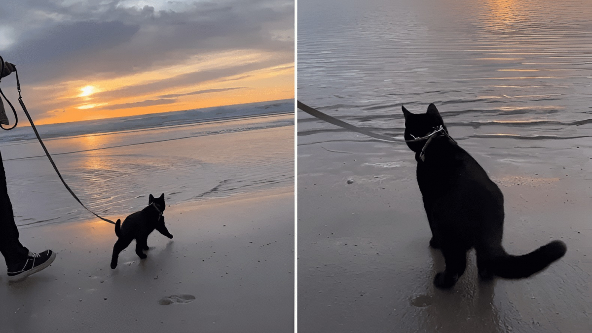 Illustration : "L’attendrissant moment où un chat qui déteste l’eau est fasciné par le mouvement de la mer (vidéo)"