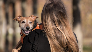 Illustration : "Entre travail pet friendly et congés spéciaux, Santévet multiplie les initiatives au service du bien-être des salariés et leurs animaux"