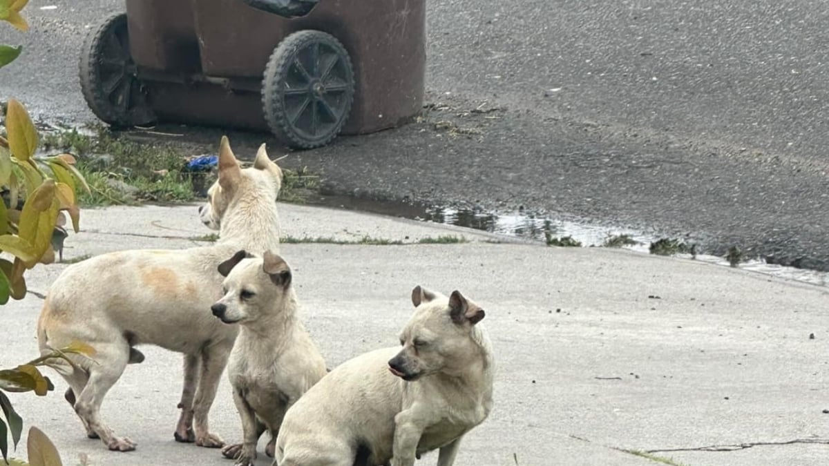 Illustration : "3 chiens errants délaissés restent soudés pour se protéger et refusent d'être capturés par des sauveteurs"