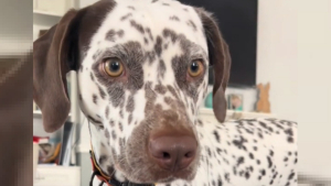 Illustration : Un chien s'offre une petite escapade dans le quartier et en revient avec un sac de courses contenant "ses petits" (vidéo)