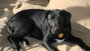 Illustration : Un Labrador mangeur d’œufs décide d’en épargner un et l’offre à ses maîtres pour une raison touchante