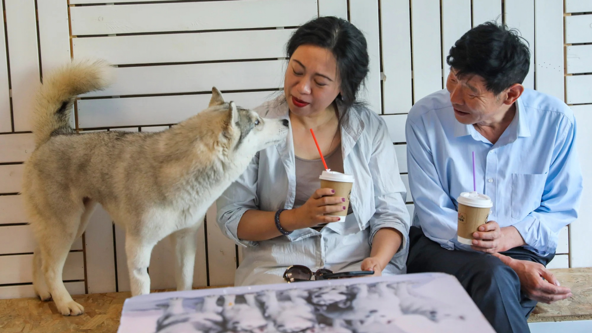 Illustration : "Excités par la visite de leur propriétaire, 100 Huskies s’échappent d’un bar à chiens et sèment le chaos dans un centre commercial (vidéo) "