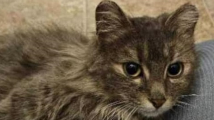 Illustration : Les nouvelles sont bonnes pour Athena, la chatte enceinte perdue puis retrouvée à l'aéroport après avoir été sauvée d'un broyeur