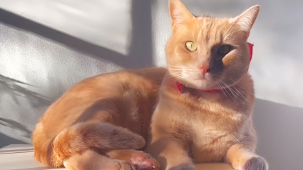 Illustration : Après la perte tragique de son meilleur ami, ce chat trouve du réconfort auprès d’une adorable boule de poils et forme avec elle un duo improbable (vidéo)
