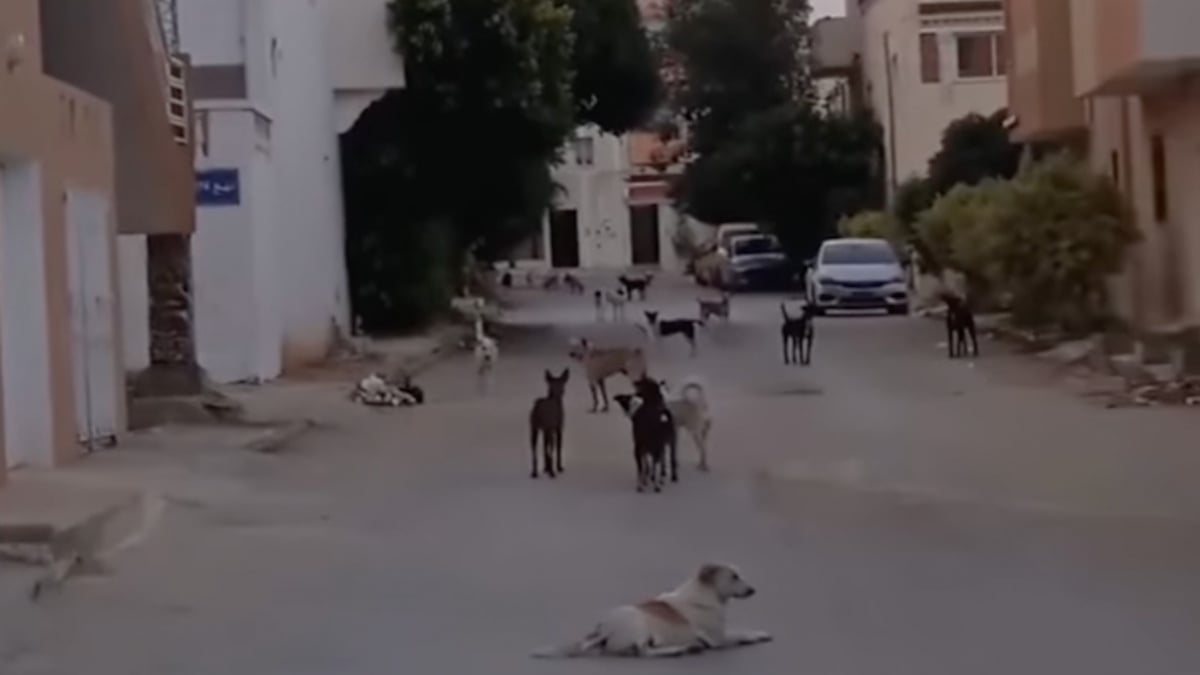 Illustration : "Face au sort réservé aux chiens errants en Tunisie, des défenseurs de la cause animale se mobilisent sur les réseaux sociaux (vidéo)"